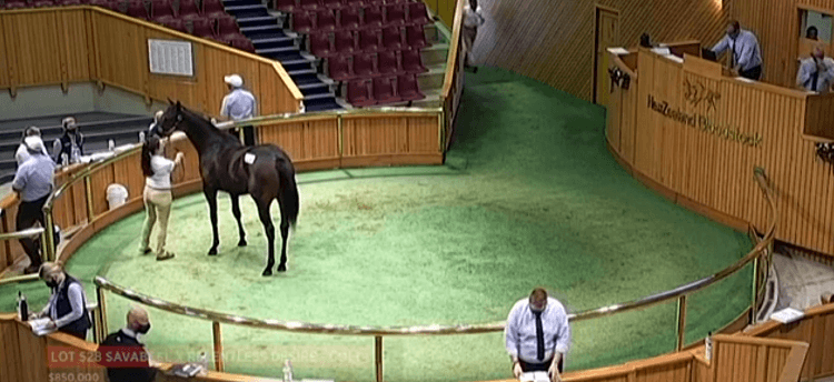 how-to-watch-horses-race-in-ireland-10